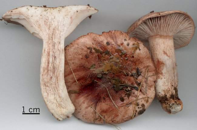 Hygrophorus russula